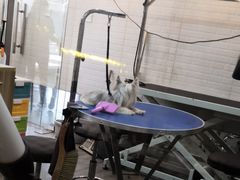 -PETKIT小佩宠物(古北店)
