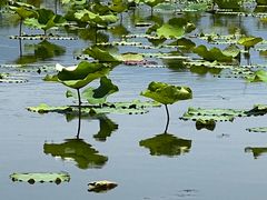 -野鸭湖国家湿地公园