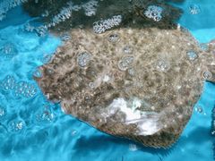 -王大厨·海鲜·家常菜