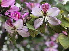 -梧桐山风景名胜区