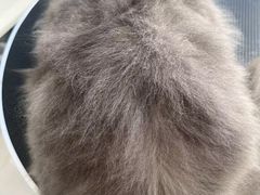 -老吴的猫·猫舍(新区店)