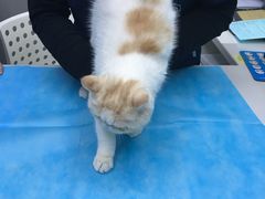-关爱宠物医院·猫科中心·消化科(滨湖万达分院)