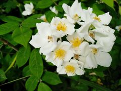 -长兴太湖图影湿地文化园