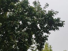 -江南雅厨(李公堤店)