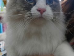 -圣宠宠物(平吉花卉市场店)