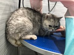 -瑞派名望24h动物医院异宠专科·猫专科·骨科·重症监护分院