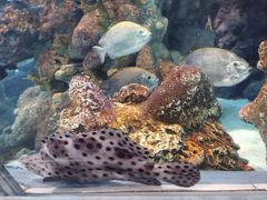 -上海海洋水族馆