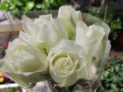 -循礼门鲜花花市(武汉循礼门店)