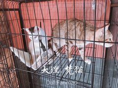 -梵猫·轻客栈(大理古城北门店)