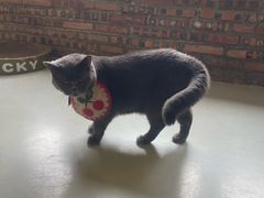 -豆逗聊愈猫阁Easy Life