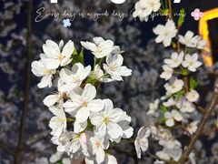 -西北湖绿化广场