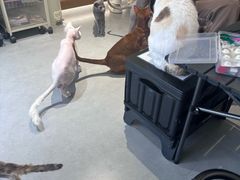 -琪喵猫屋·撸猫猫咖·猫舍