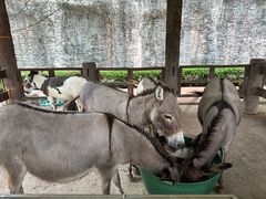 -清迈夜间动物园