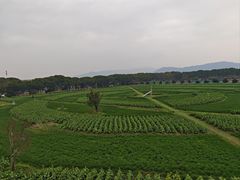 -苏州太湖西山岛开心农场