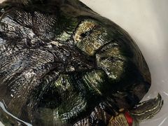 -拼多多官方网站