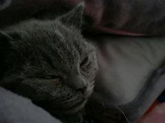 -芭比堂宠物医院·全科爱猫医院·仁德分院