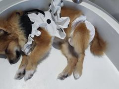 -怪兽屋·羊驼·猫咖·狗咖(俊华广场店)