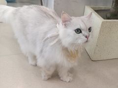 -共舞时光猫咖·狗咖(新街口店)