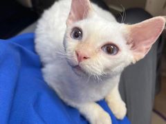 -宠福鑫康馨动物医院·骨科·眼科