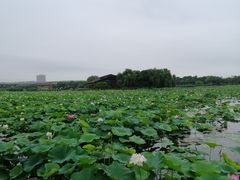 -荷塘月色湿地公园·向阳花洲