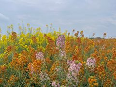 -中国天府农业博览园