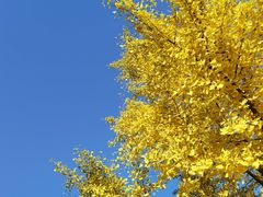 -北京西山国家森林公园