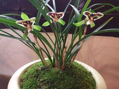 -金陵花卉交易市场