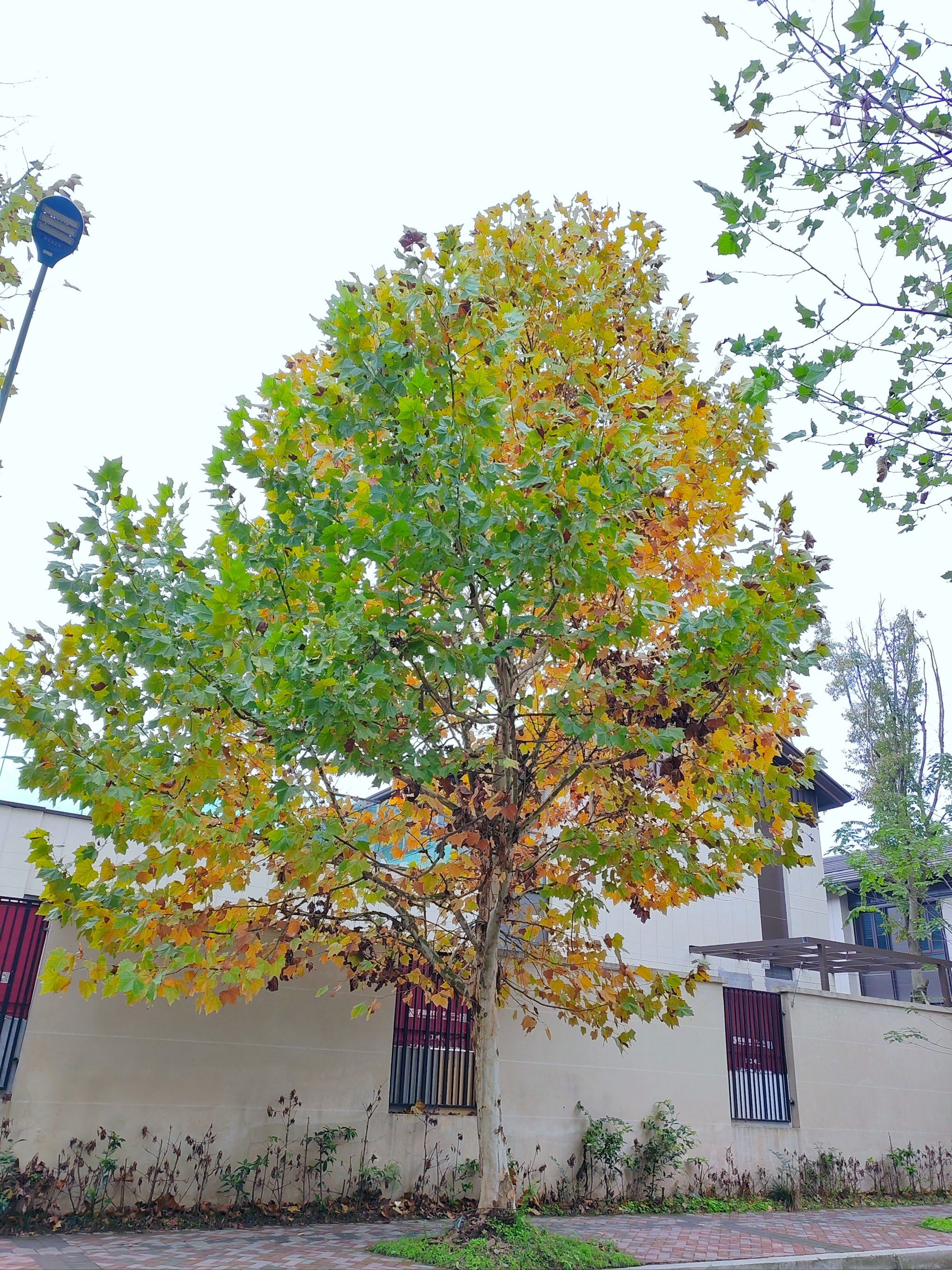 紫云台的梧桐树