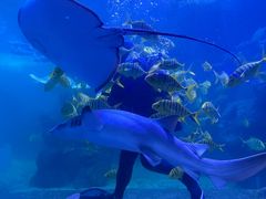 -左海海底世界