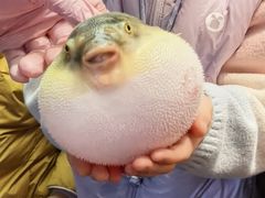 气鼓鼓的河豚-永安鱼庄·镇江菜(东吴路店)