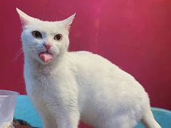 -猫色咖啡·猫咖