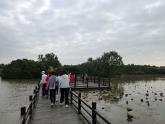 -大湾区中央湿地公园