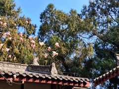 -子昂故里文化旅游区