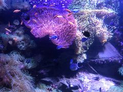 -悉尼海洋生物水族馆