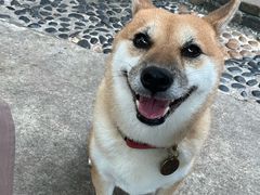 -柴犬高等学院·狗咖·柴犬售卖·宠物训练