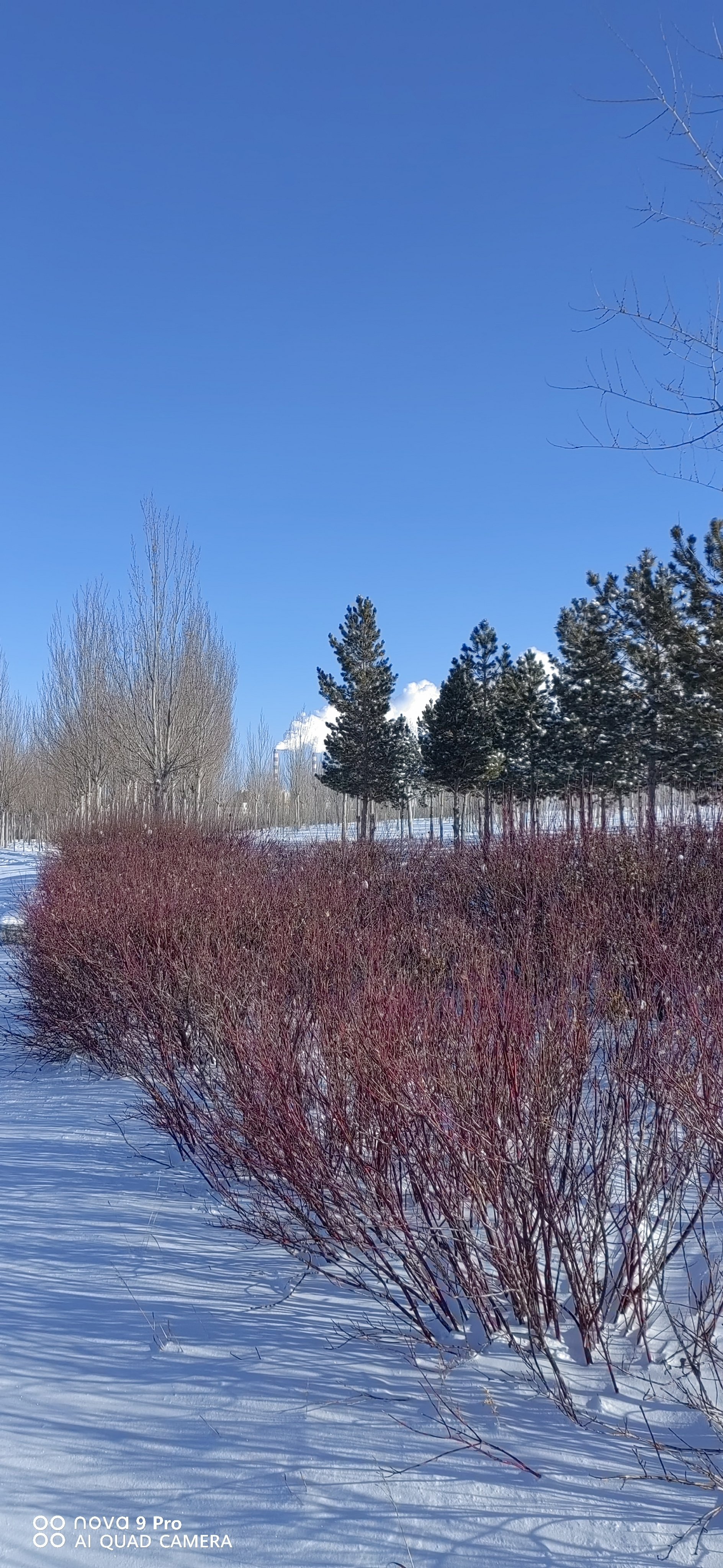 家乡雪景