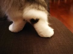 -猫大福·Fortune Cat猫舍(百子湾店)