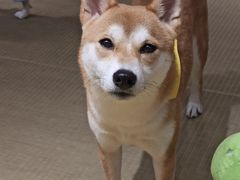 -逗柴咖啡屋·狗咖猫咖宠物桌游