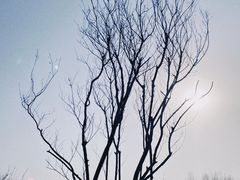 -桤木河湿地公园