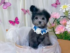 -翊宠yipet猫狗购宠庄园犬舍•猫舍