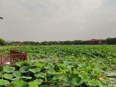 -荷塘月色湿地公园·向阳花洲