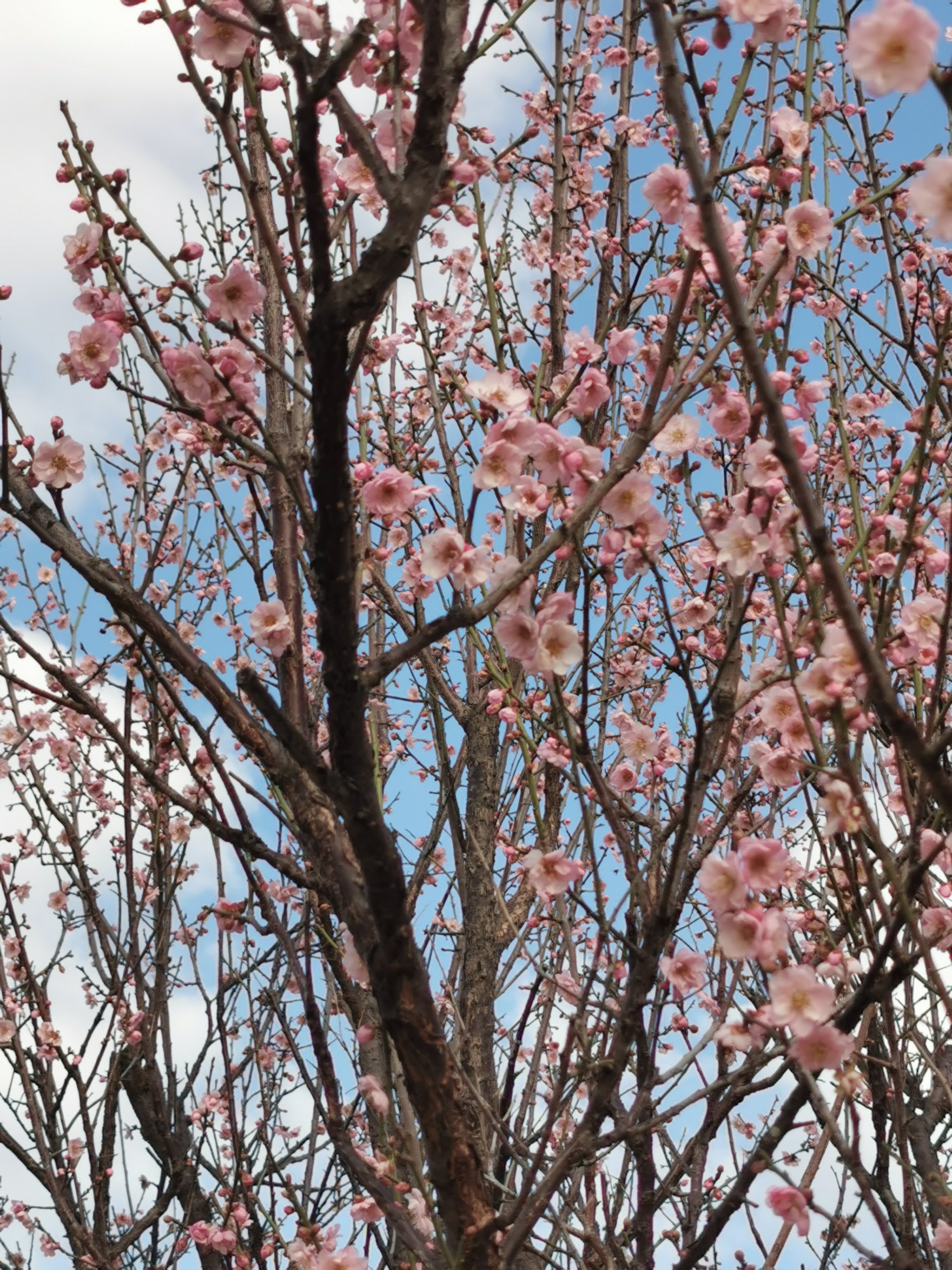 萝岗香雪公园樱花图片