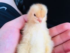 -三圣花乡旅游区