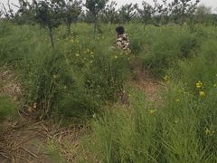 -古柏渡飞黄旅游区