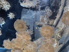 -大阪海游馆