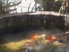 -松峰素食