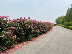 -上海滨江森林公园