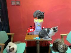 -猫色咖啡·猫咖
