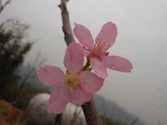 广州樱1-天适樱花悠乐园