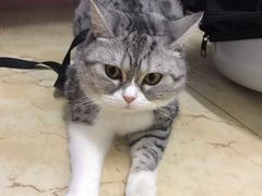 -东莞宠友24H宠物中心医院·转诊夜诊·异宠(新河北路院)